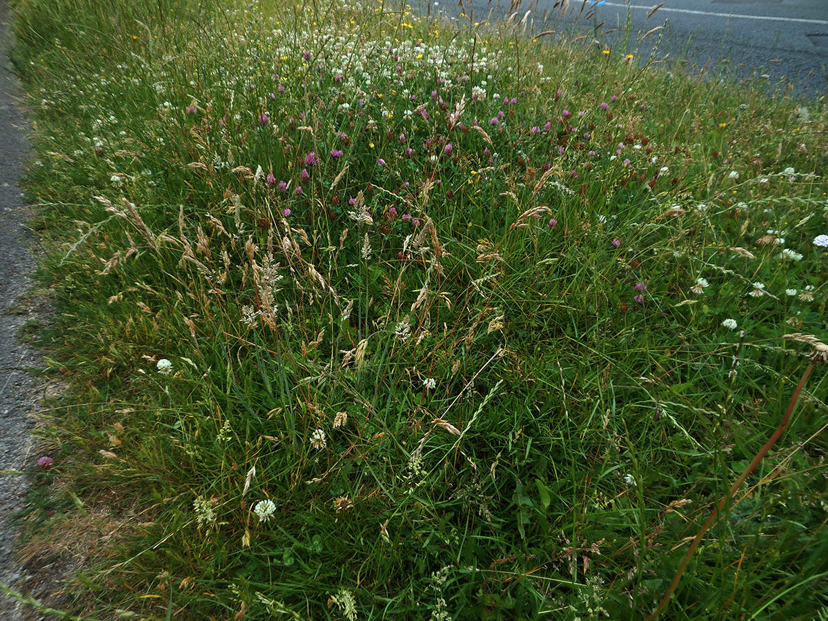 Grass Verges